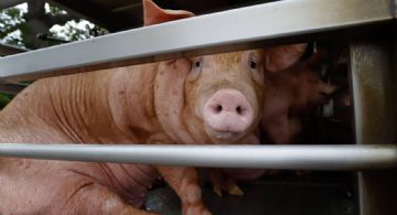 Cataluña reporta primer caso de gripe porcina en humano desde 2024