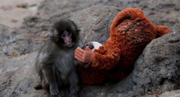 Lo que el pequeño Punch nos puede decir sobre nuestra propia psicología