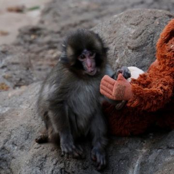 Lo que el pequeño Punch nos puede decir sobre nuestra propia psicología