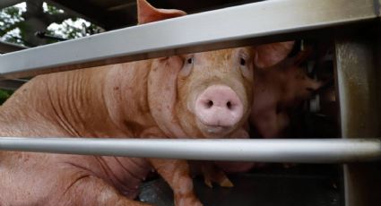 Cataluña reporta primer caso de gripe porcina en humano desde 2024