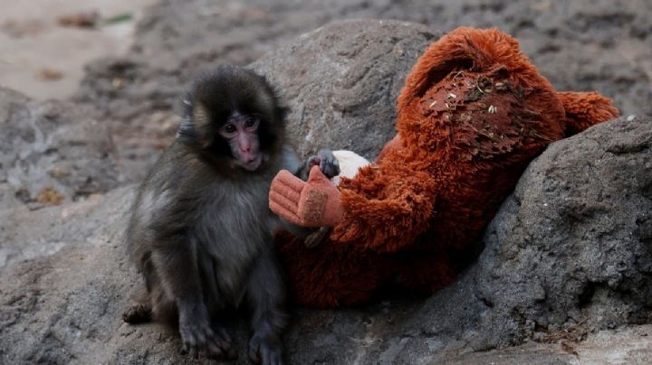 Lo que el pequeño Punch nos puede decir sobre nuestra propia psicología