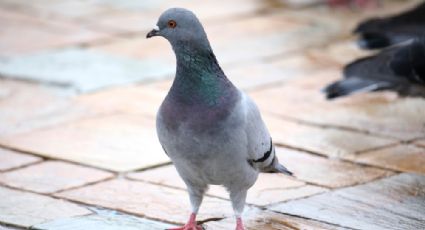 Universidad que dirige la hija de Putin diseña palomas espías para convertirlas en biodrones