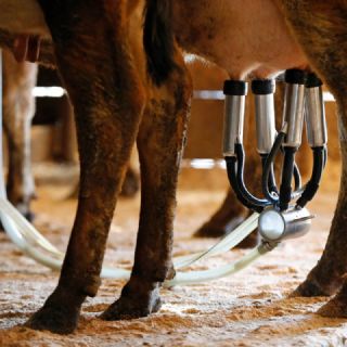 Atribuyen muerte de un recién nacido al consumo de leche bronca durante embarazo