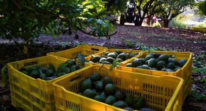 Exportación de aguacate en la mira del crimen: ANPEC exige frenar extorsiones previo al Super Bowl