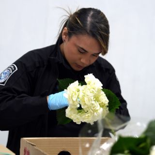 Día de San Valentín eleva 6% la importación de flores a EU tras "sobrevivir" los aranceles de Trump