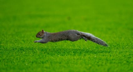 ¡Qué ardilla! Un roedor interrumpe por ocho minutos partido de la Championship inglesa entre Hull y Bristol