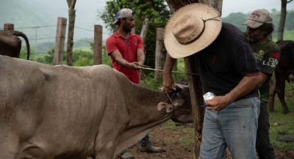 Detectan en Veracruz ocho casos de miasis por gusano barrenador en humanos