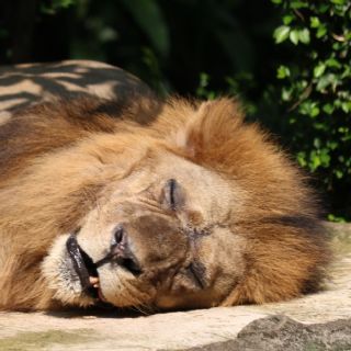 Preocupa salud de león africano en zoológico de Nezahualcóyotl