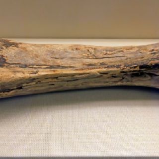 Descubren enorme hueso de tiranosaurio en Nuevo México que podría reescribir su origen