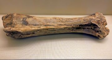 Descubren enorme hueso de tiranosaurio en Nuevo México que podría reescribir su origen