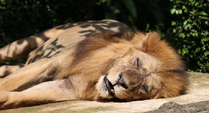 Preocupa salud de león africano en zoológico de Nezahualcóyotl