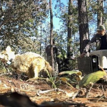 Regresan lobos mexicanos a la Sierra Madre Occidental tras medio siglo de ausencia