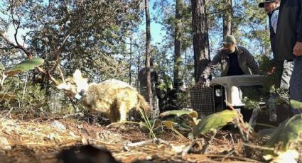 Regresan los lobos mexicanos a la Sierra Madre Occidental tras medio siglo de ausencia