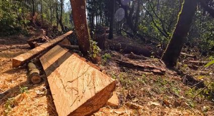 Bosque de Agua bajo amenaza: la tala ilegal avanza sin freno a un año del compromiso de tres gobiernos