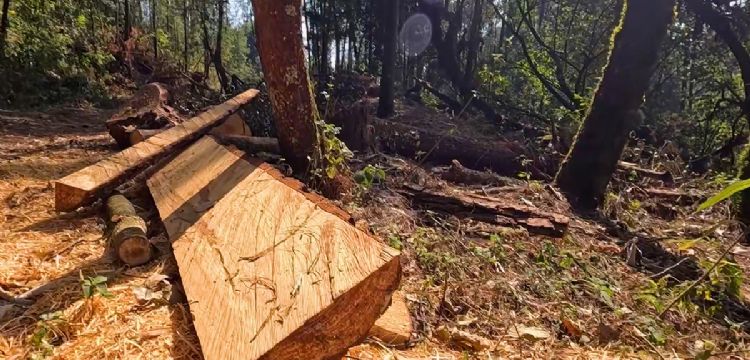 Bosque de Agua bajo amenaza: tala ilegal avanza sin freno a un año del compromiso de tres gobiernos