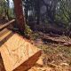 Bosque de Agua bajo amenaza: tala ilegal avanza sin freno a un año del compromiso de tres gobiernos