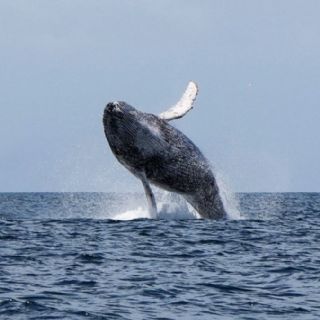 El rescate de una grabación de 1949 de una ballena jorobada cantando puede revelar secretos del mar