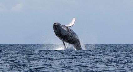 El rescate de una grabación de 1949 de una ballena jorobada cantando puede revelar secretos del mar