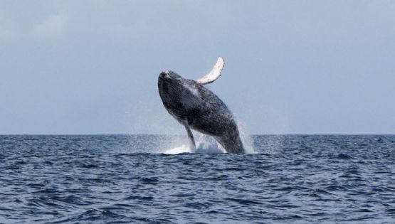 El rescate de una grabación de 1949 de una ballena jorobada cantando puede revelar secretos del mar
