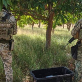 Inseguridad en Sinaloa: hallan 12 explosivos escondidos entre la maleza en Culiacán