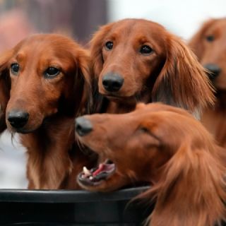 La pasión por el bulldog francés está a la baja en EU mientras los dachshunds van al alza