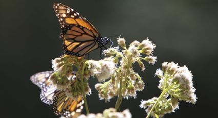 La mariposa monarca gana terreno en México: su presencia aumenta un 64% esta temporada