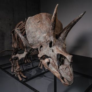 Crece el mercado de dinosaurios: subastarán a "Trey", un fósil de triceratops