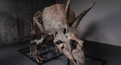 Crece el mercado de dinosaurios: subastarán a "Trey", un fósil de triceratops