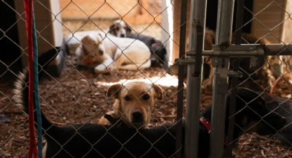 Poder Judicial de CDMX avala la adopción de los animales del Refugio Franciscano tras disputa