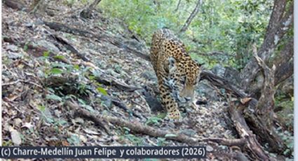 Registran por primera vez la presencia de un jaguar en Guanajuato