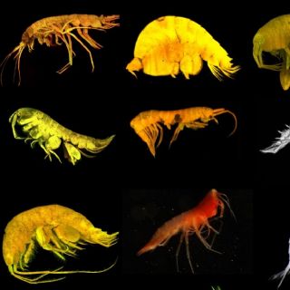 Descubren 24 nuevas especies de las profundidades cerca del archipiélago mexicano de Revillagigedo