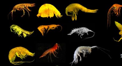 Descubren 24 nuevas especies de las profundidades cerca del archipiélago mexicano de las Revillagigedo