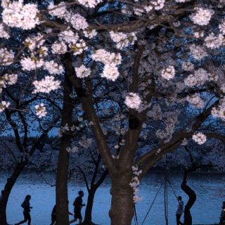 Washington se pinta de rosa: sus cerezos alcanzaron su punto máximo de floración