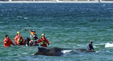 Rescatistas recurren a grandes excavadoras para tratar de liberar a una ballena varada en el Báltico