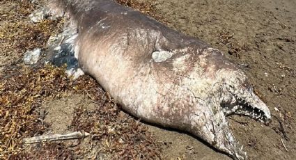 Encuentran tortugas y una morena muertas en playas de Veracruz en medio de la contaminación por hidrocarburo