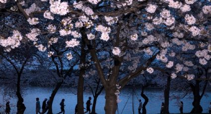 Washington se pinta de rosa: sus cerezos alcanzaron su punto máximo de floración