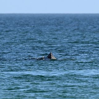 Ballena encallada en mar Báltico se libera tras un día de maniobras por parte de expertos