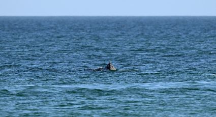Ballena encallada en mar Báltico se libera tras un día de maniobras por parte de expertos