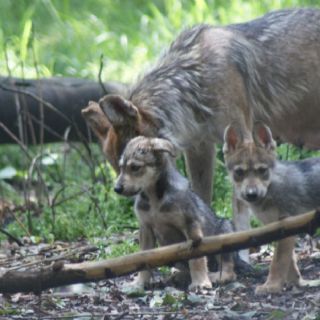El lobo mexicano recupera su territorio: liberan segunda manada a la Sierra Madre Occidental