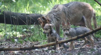 El lobo mexicano recupera su territorio: liberan segunda manada a la Sierra Madre Occidental