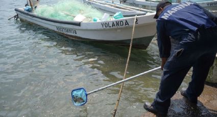 Derrame en el Golfo de México: recogen más de 700 toneladas de crudo tras operativo