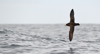 El chita y la nutria gigante son algunas de las 40 especies migratorias con nueva protección de la ONU