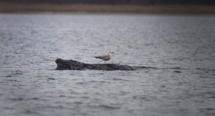 Ballena queda otra vez varada en la bahía de Wismar; se debilitan las esperanzas de que sobreviva