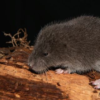 Día mundial de la vida silvestre: descubren una nueva especie de ratón semiacuático en Perú