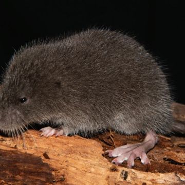 Día mundial de la vida silvestre: descubren una nueva especie de ratón semiacuático en Perú