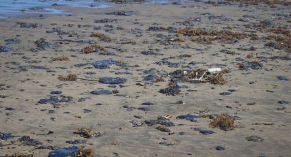 Derrame en el Golfo de México: van más de 825 toneladas recolectadas de residuos contaminados