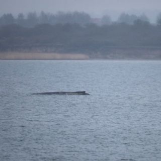 La ballena que estaba varada en el Báltico logró liberarse por unas horas, pero se atoró otra vez