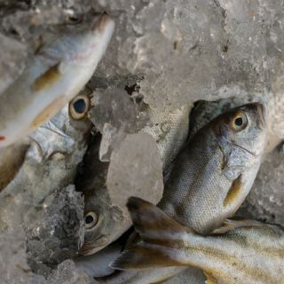 Venta de “pescado falso” en México alcanza 38%; consumidores no reciben lo que compran