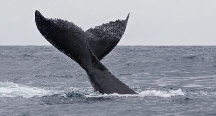 EU estudia retirar restricciones a petroleras en el Golfo de México que protegen a especies en peligro