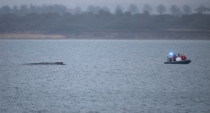 La ballena que estaba varada en el Báltico logró liberarse por unas horas, pero se atoró otra vez